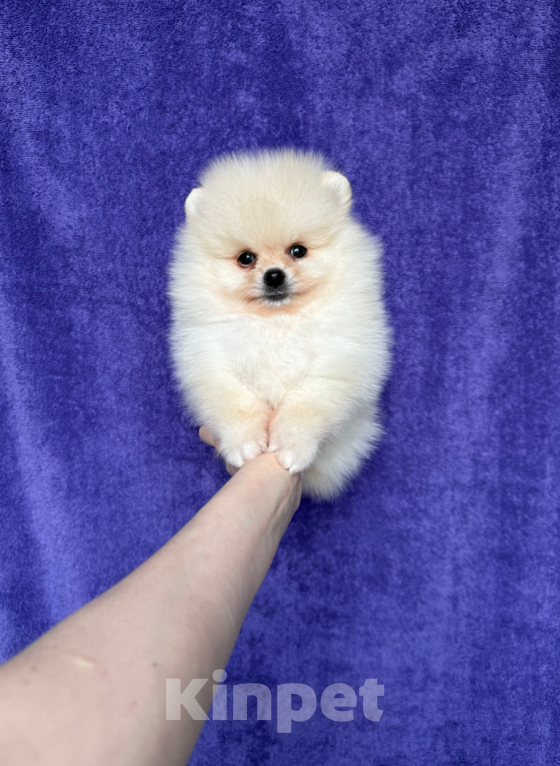 Собаки в Москве: Мальчик Мальчик, 25 000 руб. - фото 1