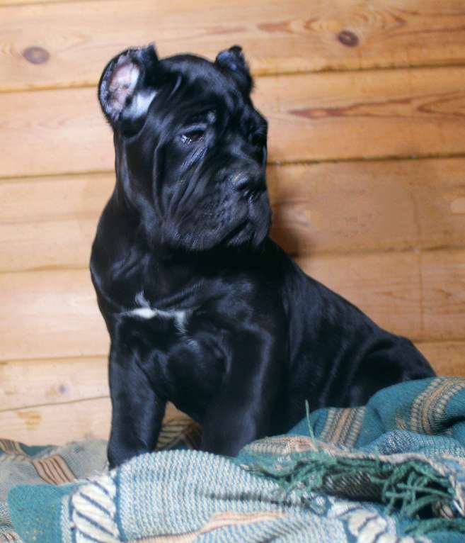 Собаки в Москве: Девочки и мальчик кане корсо Мальчик, 70 000 руб. - фото 8