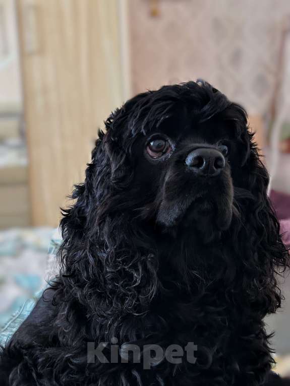 Собаки в Новосибирске: Американский Кокер спаниель щенок  Девочка, 25 000 руб. - фото 3