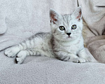 Кошки в Королеве: Британские котята Табби Девочка, 7 000 руб. - фото 4