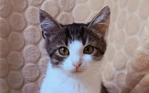 Котенок Тиша ищет тихое счастье