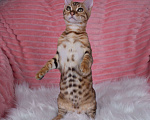 Кошки в Санкт-Петербурге: Бенгальский котенок девочка Девочка, 45 000 руб. - фото 5