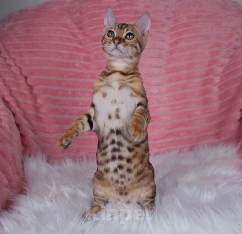 Кошки в Санкт-Петербурге: Бенгальский котенок девочка Девочка, 45 000 руб. - фото 5