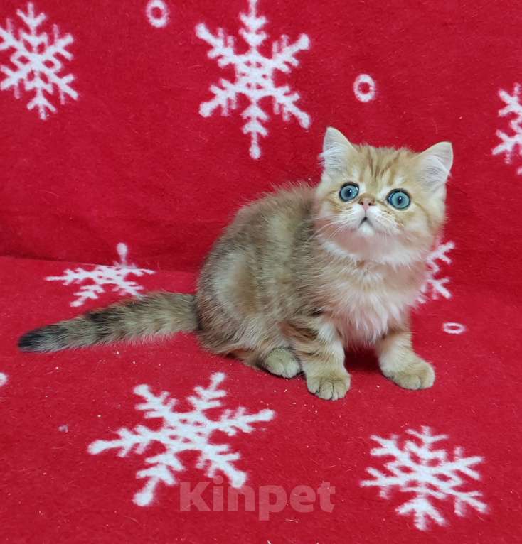 Кошки в Москве: Золотой мраморный котик Мальчик, 3 000 руб. - фото 2