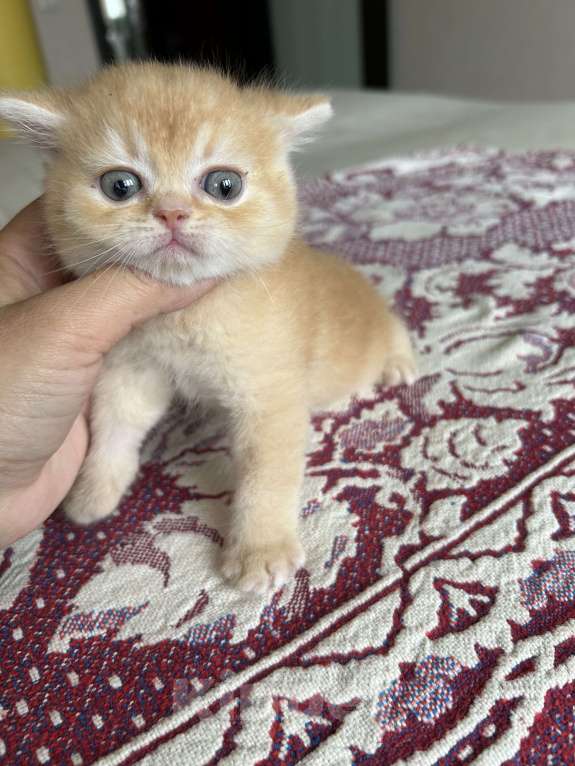 Кошки в Казани: Котик Мальчик, 25 000 руб. - фото 4