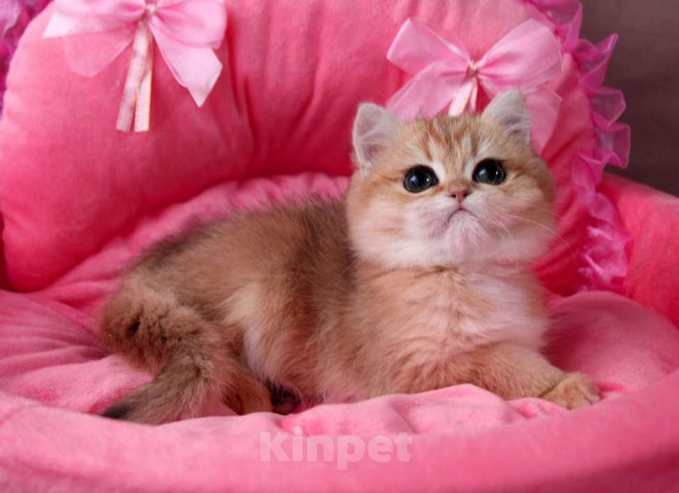 Кошки в других городах Московской области: Шикарная золотая шиншилла Девочка, 50 000 руб. - фото 1