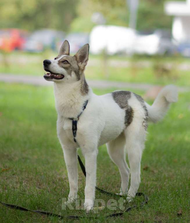 Собаки в Москве: Пятнашка Девочка, Бесплатно - фото 2