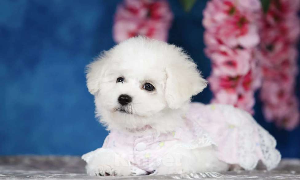 Собаки в Новосибирске: Бишон фризе. Девочка, 150 000 руб. - фото 4