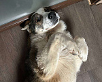 Собаки в Санкт-Петербурге: Пропала собака Мальчик, Бесплатно - фото 7