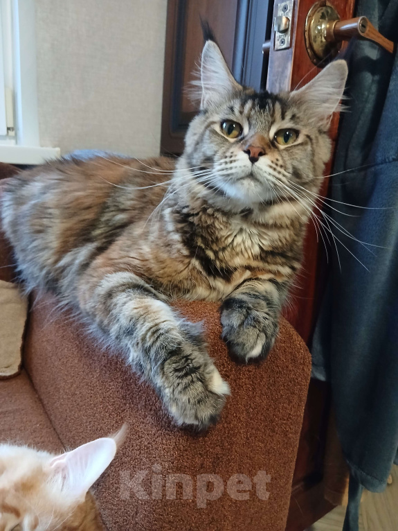 Кошки в Новоалександровске: Чистокровные котята мейн-кун 🐾 Мальчик, 30 000 руб. - фото 7