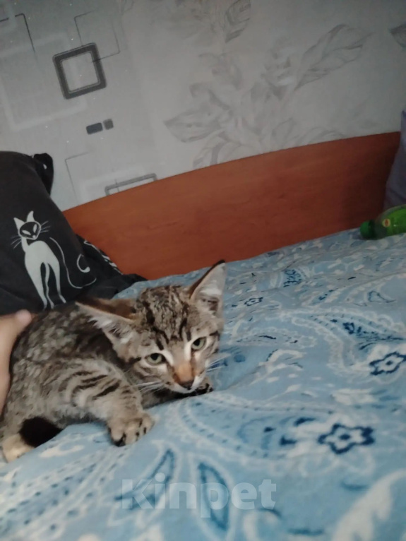 Кошки в Новокузнецке: Отдаю котенка в добрые руки Мальчик, Бесплатно - фото 4