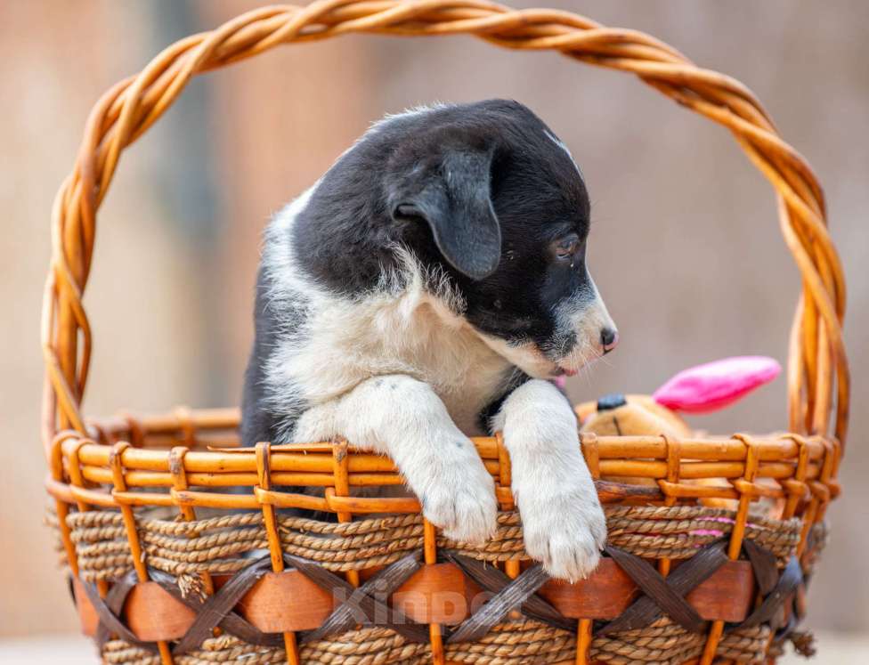 Собаки в Москве: Дора Девочка, Бесплатно - фото 4