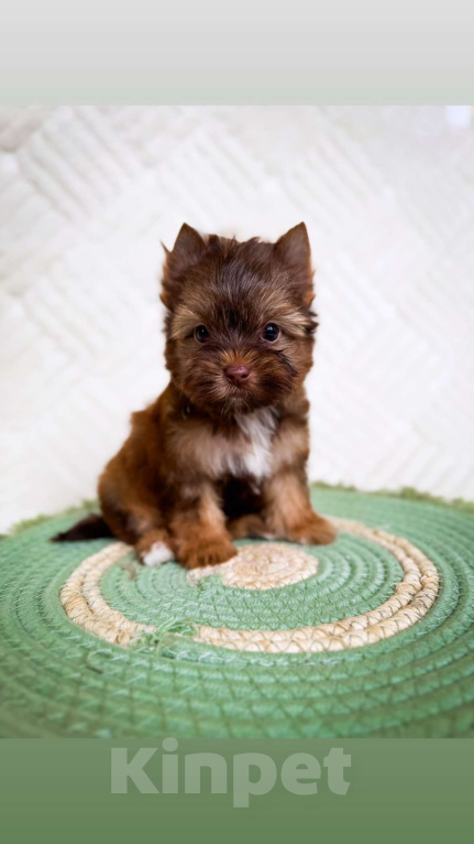 Собаки в Москве: Кукольный мальчик мини, беби фейс  Мальчик, 70 000 руб. - фото 1