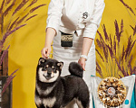 Собаки в Белгороде: Чемпион Федерации сиба-ину  Мальчик, 75 000 руб. - фото 5