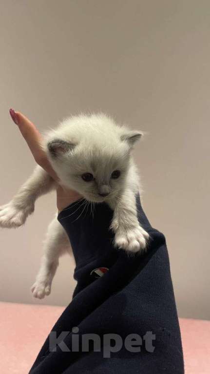 Кошки в Уфе: Продам котёнка девочку(200) руб Девочка, 200 руб. - фото 2