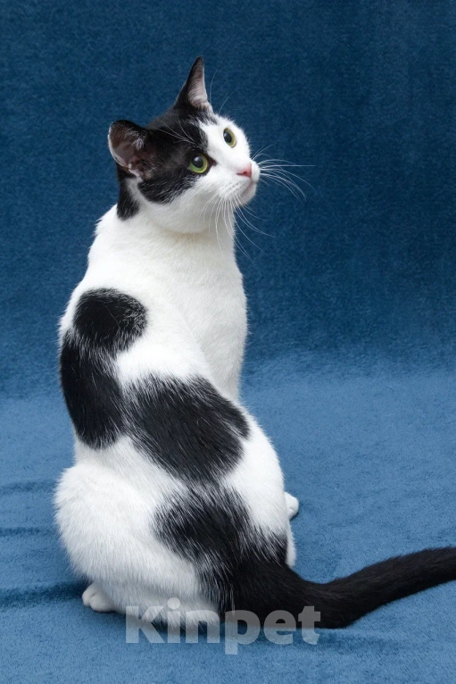 Кошки в Москве: Зеленоглазый кот в добрые руки Мальчик, 10 руб. - фото 8