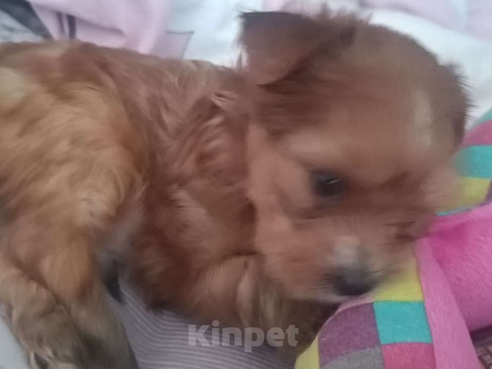 Собаки в Мытищах: Продажа Маленький руссаленок Мальчик, 70 000 руб. - фото 3