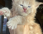 Кошки в других городах Ленинградской области: Котята Мейн Кун Девочка, Бесплатно - фото 5