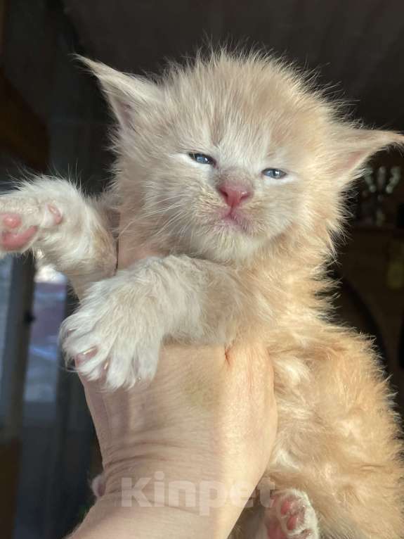 Кошки в других городах Ленинградской области: Котята Мейн Кун Девочка, Бесплатно - фото 5