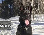 Собаки в Новосибирске: Щенки Немецкой овчарки Разнополые, 20 000 руб. - фото 7