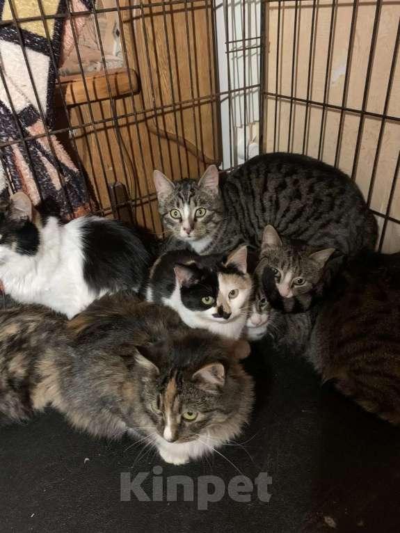 Кошки в Санкт-Петербурге: Опять улица Девочка, Бесплатно - фото 5