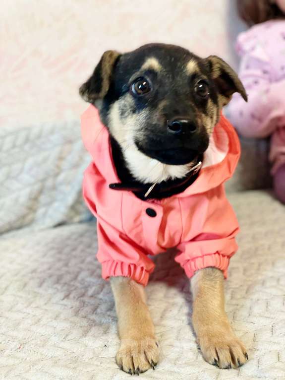 Собаки в Москве: Щенок в добрые руки. Девочка, Бесплатно - фото 2