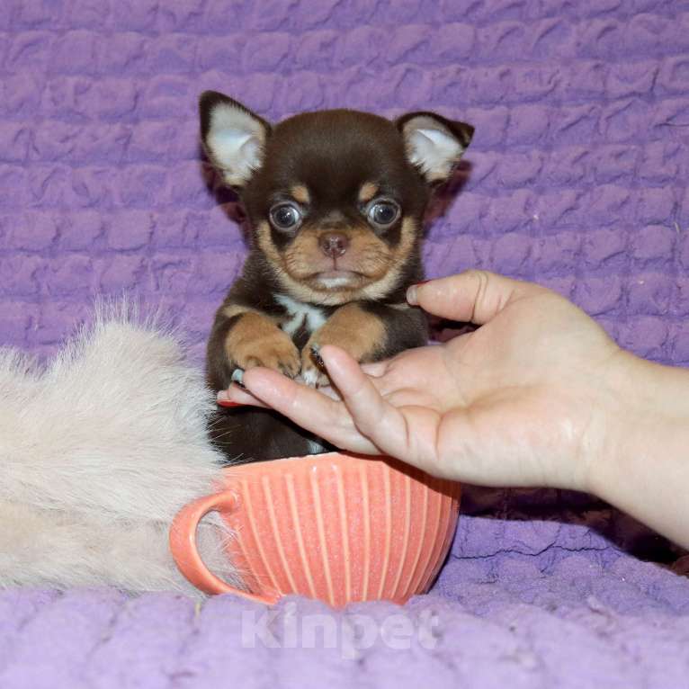 Собаки в Москве: Элитный мальчик чихуа Мальчик, 150 000 руб. - фото 1