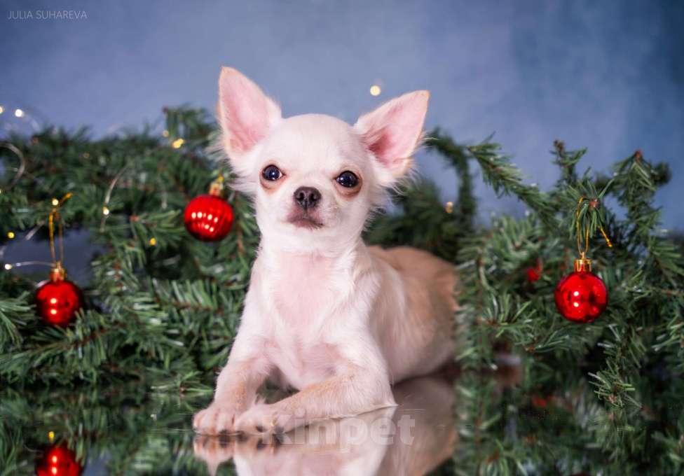 Собаки в Тольятти: Девочка чихуахуа подрощенная длинношерстная кремовая Девочка, 60 000 руб. - фото 1