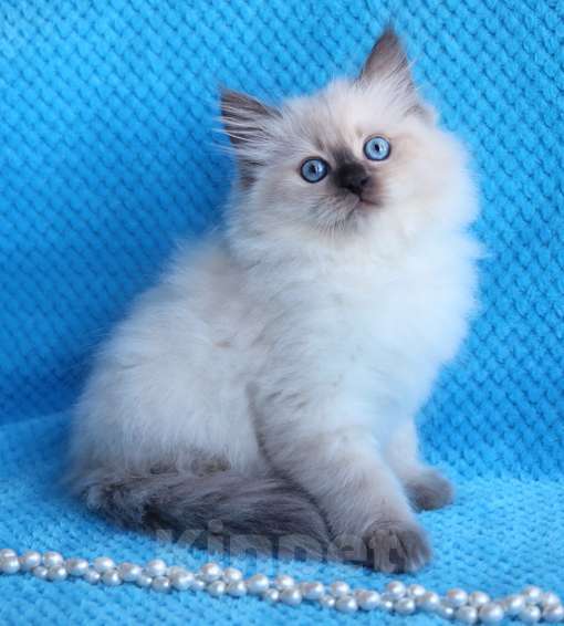 Кошки в Москве: Невская маскарадная кошечка Квинта Девочка, 50 000 руб. - фото 2