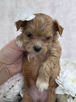 Мальтипу девочка щенок