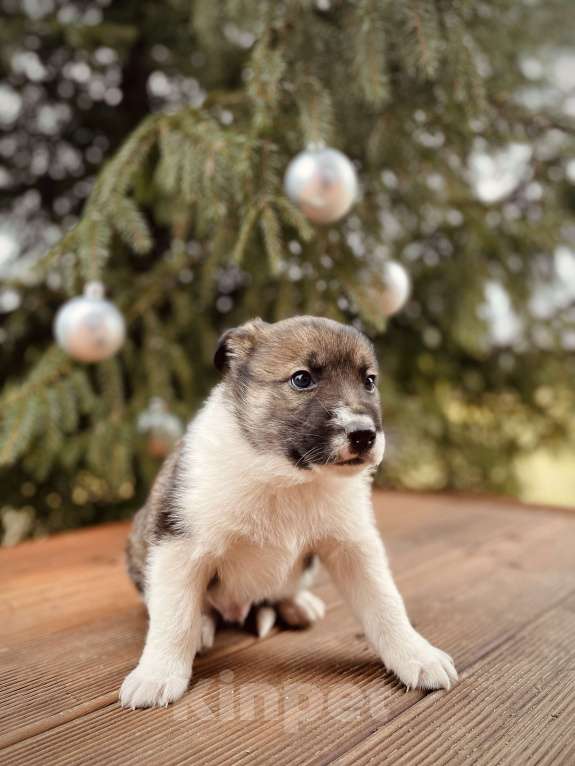 Собаки в Москве: Топтыш ищет семью  Мальчик, Бесплатно - фото 1