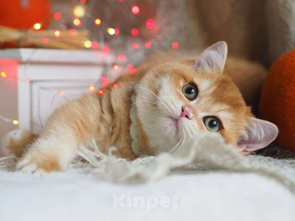 Кошки в Москве: Британский котёнок Джиган Мальчик, 120 000 руб. - фото 6