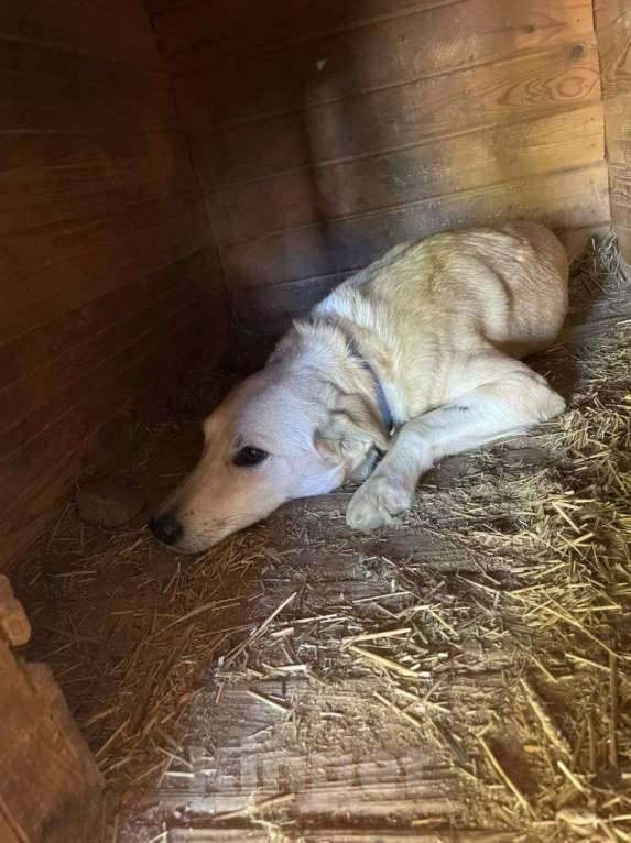 Собаки в Москве: Вернули через несколько дней. Собаке очень нужен дом Девочка, Бесплатно - фото 2