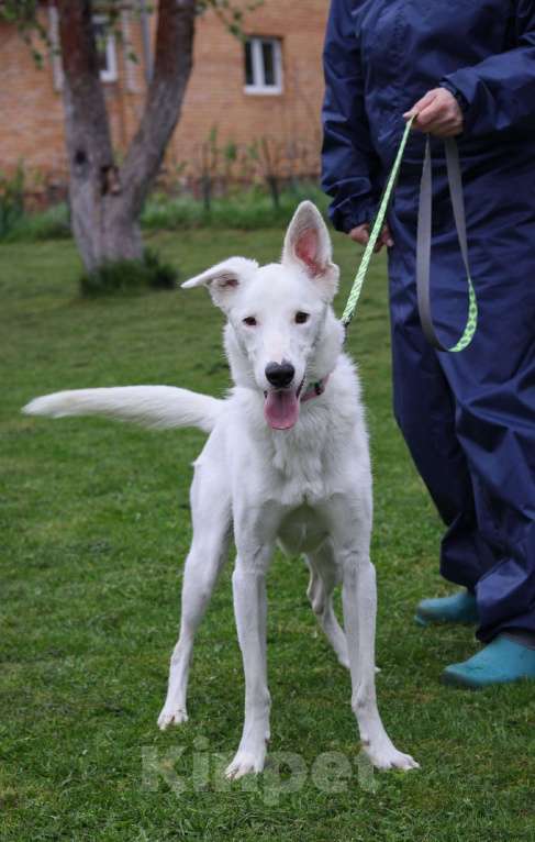 Собаки в Москве: Ральфу очень нужен дом  Мальчик, Бесплатно - фото 2