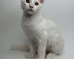Кошки в Москве: Мейн-кун котенок Мальчик, 35 000 руб. - фото 3