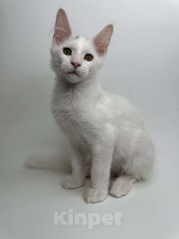 Кошки в Москве: Мейн-кун котенок Мальчик, 35 000 руб. - фото 3