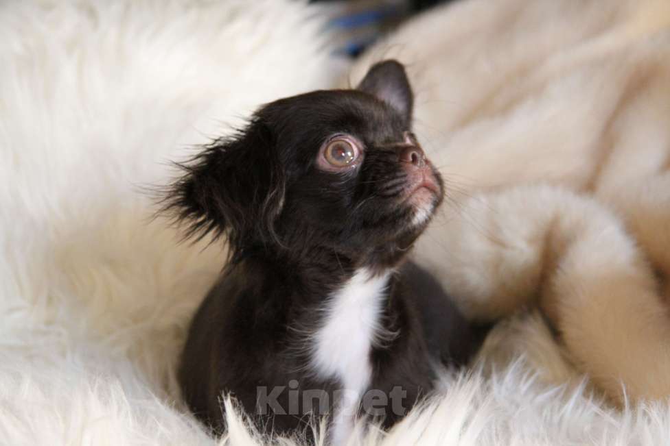 Собаки в Москве: Шоколадный мини мальчик Мальчик, Бесплатно - фото 5