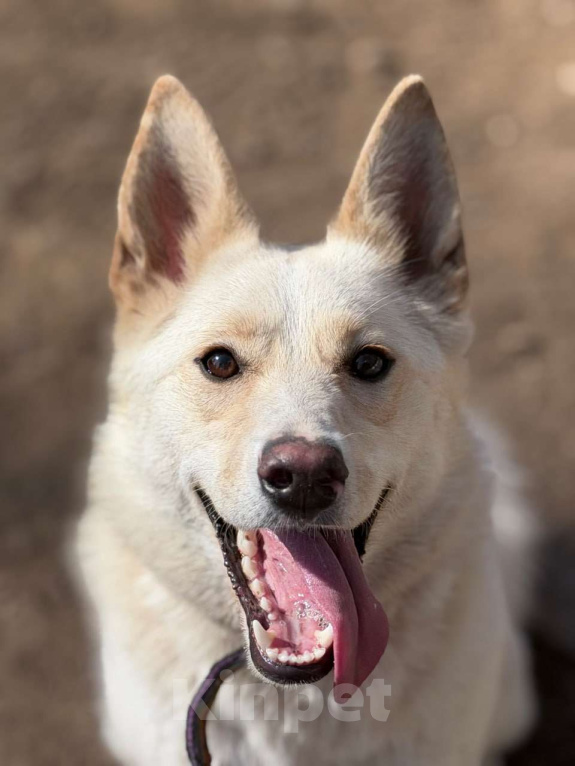 Собаки в Москве: Если бы в мире собак существовала своя Мэрилин Монро — это была бы она Девочка, Бесплатно - фото 2