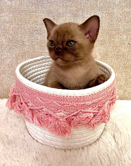Европейские бурманские котята