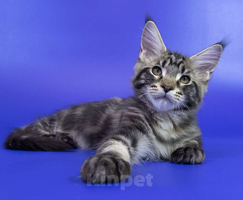 Кошки в Москве: Котенок Мейн кун. Мальчик, Бесплатно - фото 3