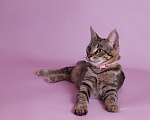Кошки в Москве: Котенок Мисси ищет дом Девочка, Бесплатно - фото 3