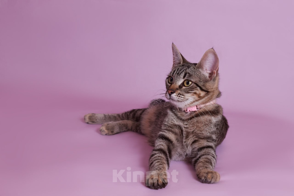 Кошки в Москве: Котенок Мисси ищет дом Девочка, Бесплатно - фото 3