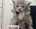 Кошки в Донецке: Мальчик Мальчик, Бесплатно - фото 1