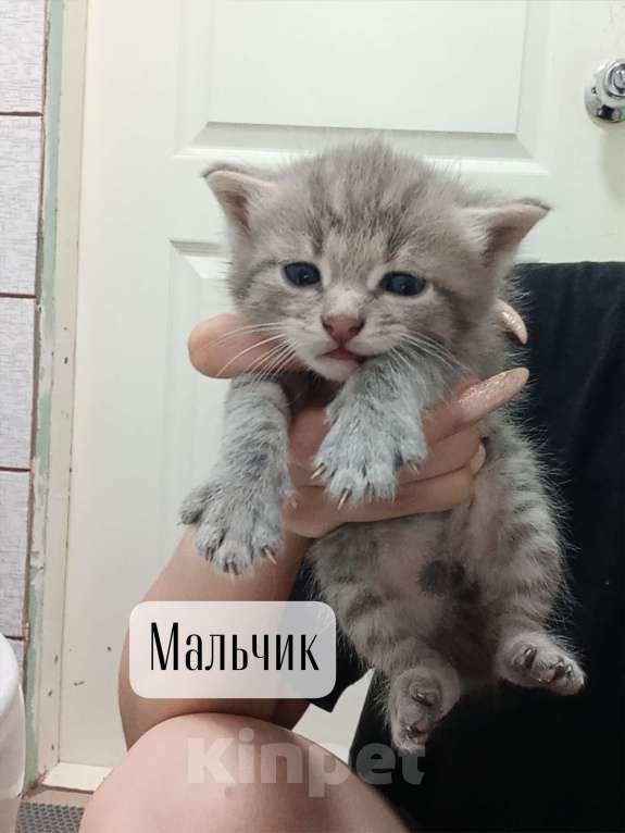 Кошки в Донецке: Мальчик Мальчик, Бесплатно - фото 1