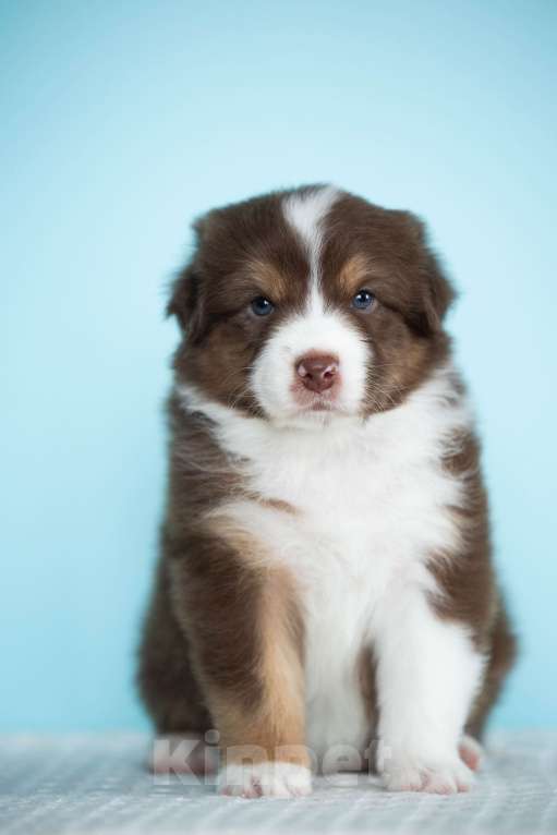 Собаки в Екатеринбурге: Мальчик красный триколор Мальчик, Бесплатно - фото 4