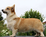 Собаки в Москве: вельш корги пемброк щенки от Интерчемпиона Девочка, 70 000 руб. - фото 8
