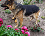 Собаки в Курчатове: Немецкая овчарка вязка, 1 500 руб. - фото 3