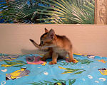 Кошки в Сальске: Абиссинские котята, 25 000 руб. - фото 8