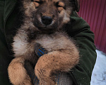 Собаки в Щелково: Отдам собаку в добрые руки Мальчик, 1 руб. - фото 5