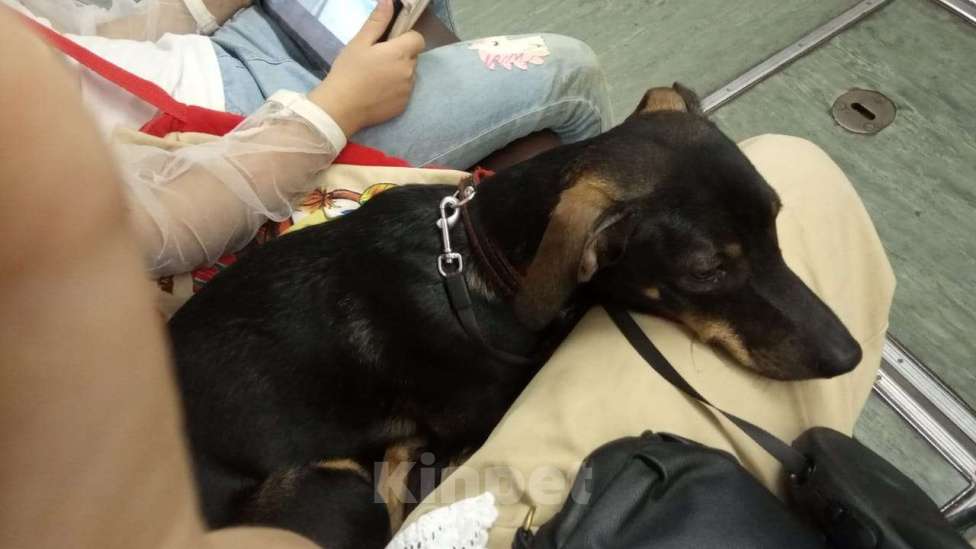Собаки в Москве: Найден молодой пес в ошейнике Мальчик, 1 руб. - фото 1